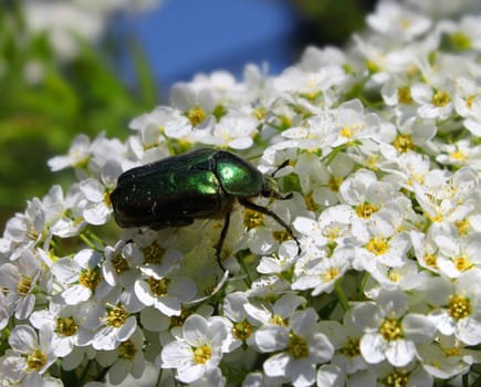 Green beetle on white flower in spring garden