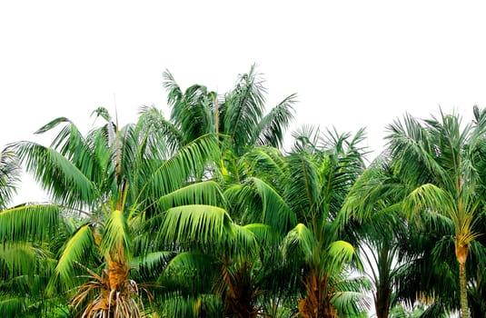 Green jungle tropical palm treetops isolated on white background