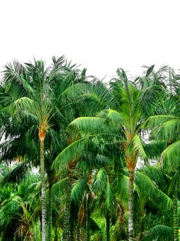 Green jungle tropical palm treetops isolated on white background