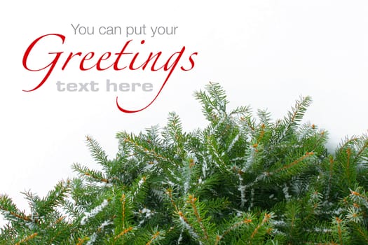 Snowy Christmas tree branches on white snow background