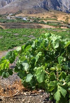 Wine grapes growing in Mediterranean vineyard