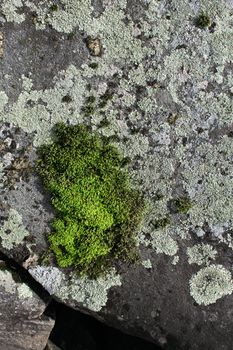 Green moss and grey lichen on granite stone