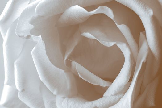 close-up of gentle rose of cream color with proveins and fragile petals
