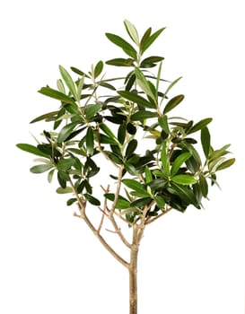 Lush young olive tree closeup isolated on white