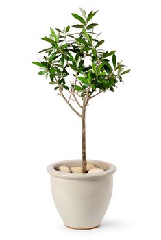 Young olive tree in stylish ceramic pot isolated on white background