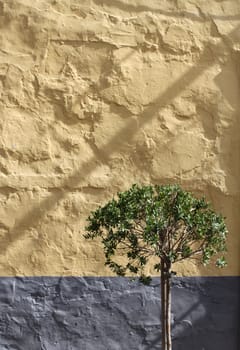 Olive tree against yellow grey rough stone wall background