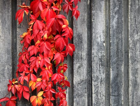 Autumn red climbing plant on grey wall background