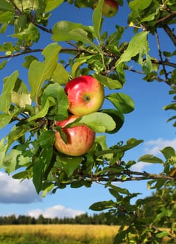 Fresh red apples growing in autumn garden tree