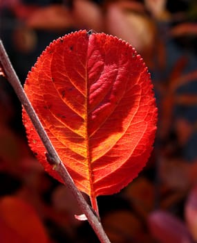 Red autumn leaf in garden on dark background