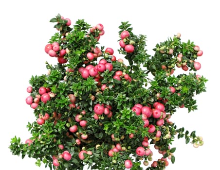 Christmas evergreen Pernettya plant with red berries isolated on white