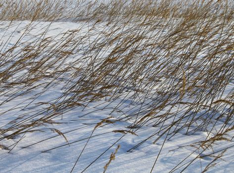 Reeds bent by wind, in deep winter snow