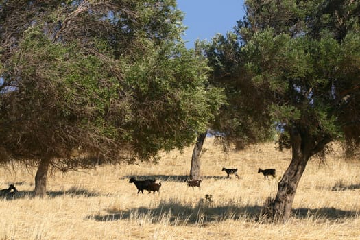 Black sheep in Mediterranean olive grove field