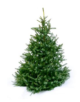 Young green Christmas tree spruce on white snow background