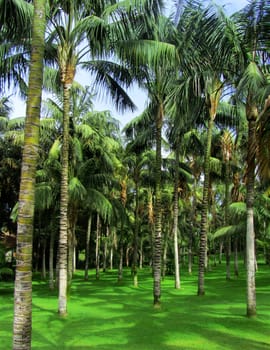 Tropical palms forest growing on green grass