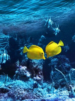 Two yellow tropical fishes meet in blue coral reef sea water aquarium