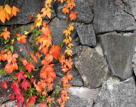 Grapevine autumn colors on grey stone wall background