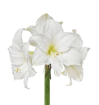 White amaryllis flowers isolated on white background