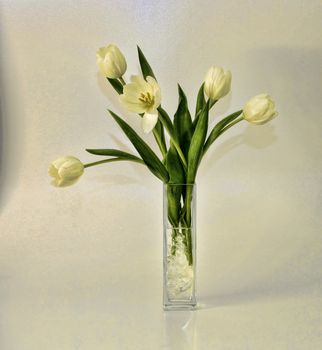 White tulips arrangement in modern glass vase