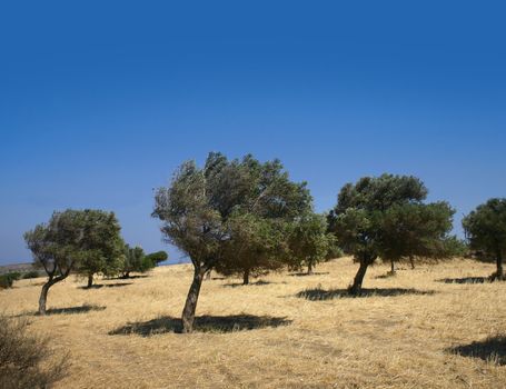 Bent trees in windy hill field Greek olive grove