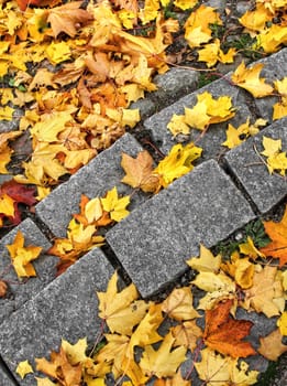 Yellow autumn maple leaves on stone steps