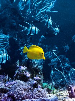 Yellow tropical fish in blue coral reef water aquarium