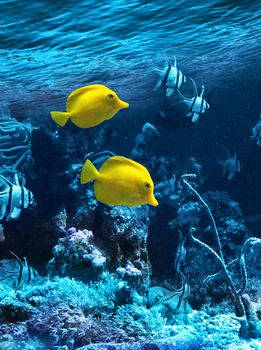 Two yellow tropical fishes in blue coral reef sea water aquarium