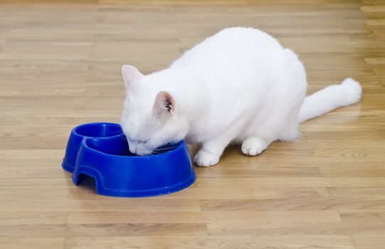 White cat eats a meal of white blue bowl