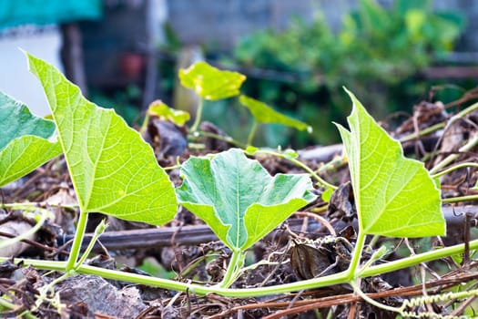 green leaf in nature of thailand