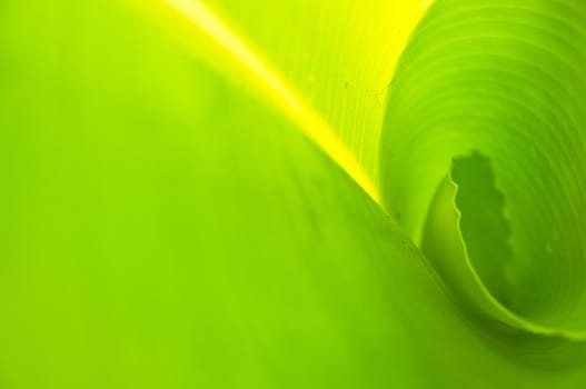 green banana leaf , Texture and background in Nature