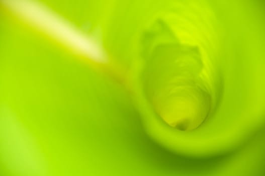 green banana leaf , Texture and background in Nature