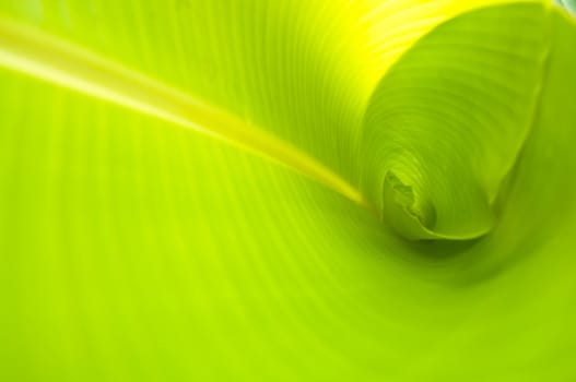 green banana leaf , Texture and background in Nature