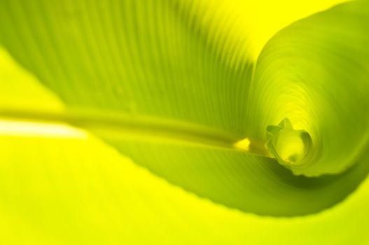 green banana leaf , Texture and background in Nature