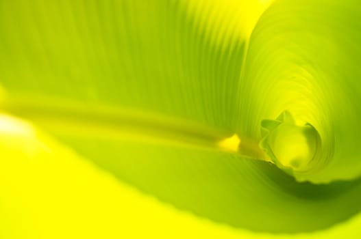 green banana leaf , Texture and background in Nature