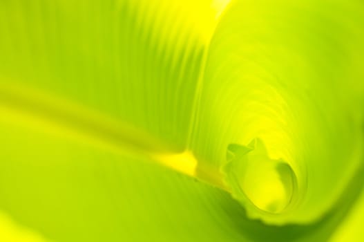 green banana leaf , Texture and background in Nature