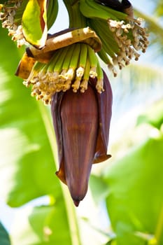 Banana tree with a bunch of bananas