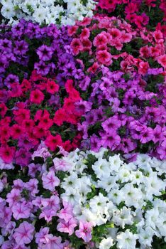 petunia pink purple white flower cluster in bloom in spring