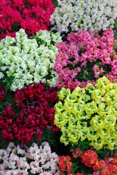 Pink red white yellow Antirrhinum majus dragon flower in bloom in spring