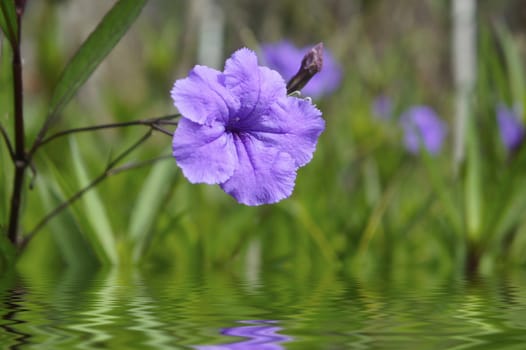 Purple flower reflecting in the water and blurred background. 
