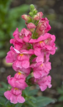 Pink yellow Antirrhinum majus dragon flower in bloom in spring