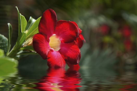 Red flower reflecting in the water and blurred background. 