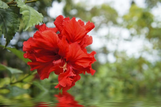 Red flower reflecting in the water and blurred background. 
