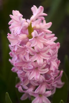 Pink Hyacinth Amethyst flower in bloom in spring