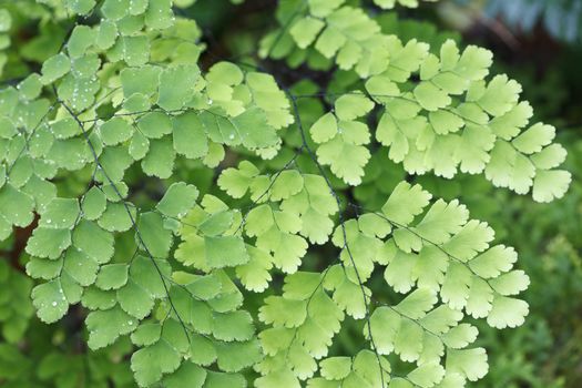 Fern plants cover the ground of the natural forest.