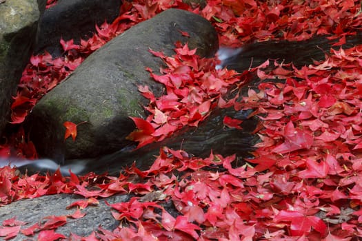 Red maple leaf during fall at Phukradung National Park, Loei, Thailand.