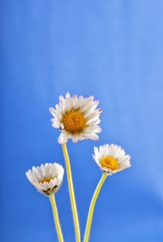 Close up of three daisies over blue background