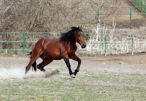 brown stallion at full gallop 