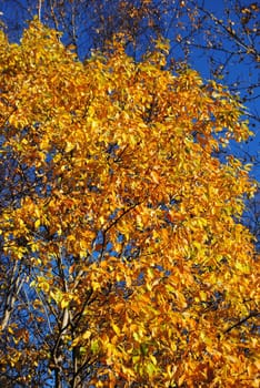 autumn yellow leaves against the blue sky