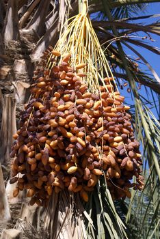 Dates on the palm tree in south part of Tunisia               