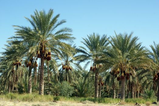 Ochard with palm date trees in south part of Tunisia                