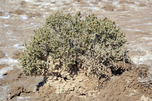 Salt, desert and green bush in Tunisia                   